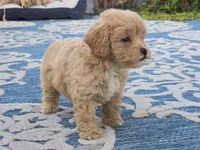 Ben, a male Bichon Frise and Maltipoo for sale in San Diego, CA – 10 of 10