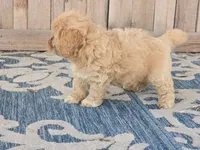 Brandy, a female Bichon Frise and Maltipoo for sale in San Diego, CA – 7 of 9