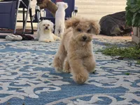 Jewel, a female Maltipoo and Shih Tzu for sale in San Diego, CA – 8 of 10