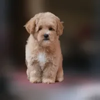 Rascal, a female Maltipoo for sale in San Diego, CA – 3 of 9