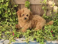 Deon, a male Maltipoo for sale in San Diego, CA – 6 of 10
