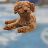 Ray, a male Poodle - Miniature  for sale in San Diego, CA – 5 of 10