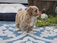 Hugo, a male Maltipoo for sale in San Diego, CA – 4 of 8