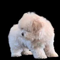 "Kuma", a male Maltipoo and Shih Tzu for sale in San Diego, CA – Photo 4 of 10