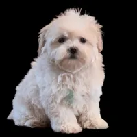 "Kuma", a male Maltipoo and Shih Tzu for sale in San Diego, CA – Photo 2 of 10