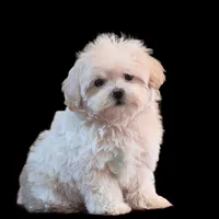 "Kuma", a male Maltipoo and Shih Tzu for sale in San Diego, CA – Photo 10 of 10