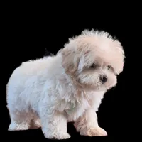 "Kuma", a male Maltipoo and Shih Tzu for sale in San Diego, CA – Photo 7 of 10