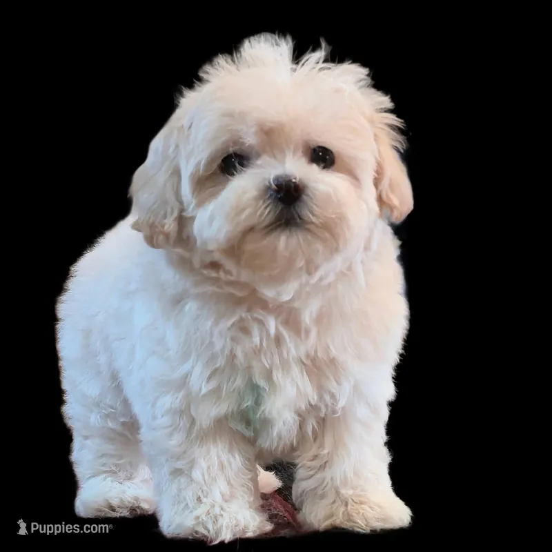 "Kuma", a male Maltipoo and Shih Tzu for sale in San Diego, CA – Photo 1 of 10