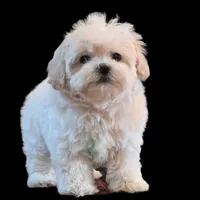 "Kuma", a male Maltipoo and Shih Tzu for sale in San Diego, CA – Photo 1 of 10