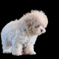 "Kuma", a male Maltipoo and Shih Tzu for sale in San Diego, CA – Photo 9 of 10