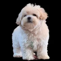 "Kuma", a male Maltipoo and Shih Tzu for sale in San Diego, CA – Photo 3 of 10