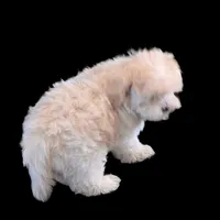 "Kuma", a male Maltipoo and Shih Tzu for sale in San Diego, CA – Photo 5 of 10
