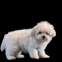 "Kuma", a male Maltipoo and Shih Tzu for sale in San Diego, CA – Photo 6 of 10