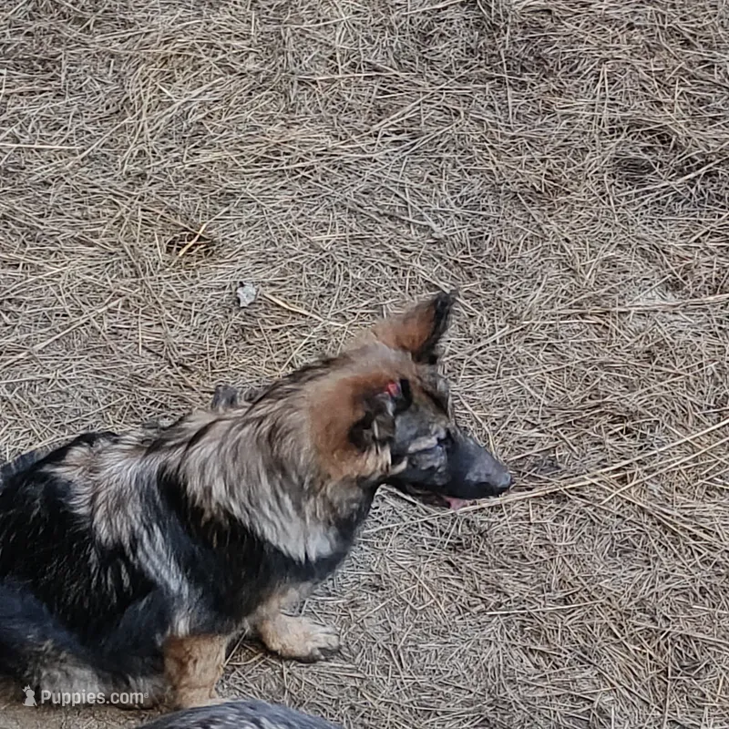 Jade – German Shepherd Dog puppy for sale in Charlotte, NC