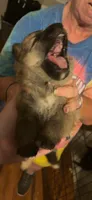 Beast, a male German Shepherd Dog for sale in Charlotte, NC – 2 of 3