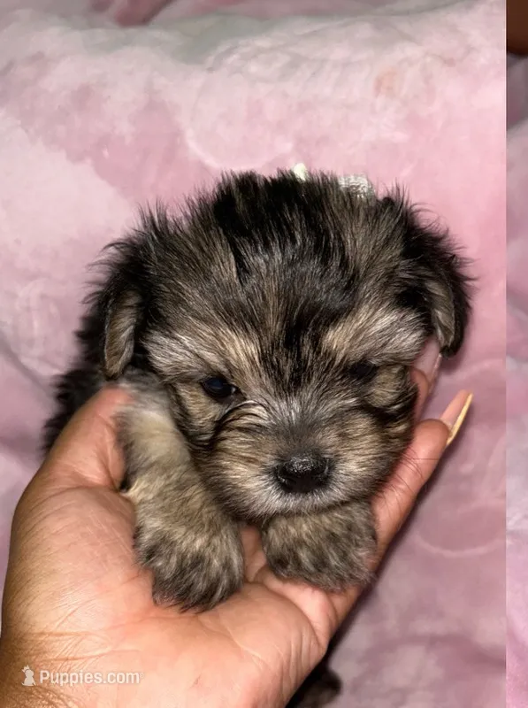 Lucy – Yorkipoo puppy for sale in Charlotte, NC