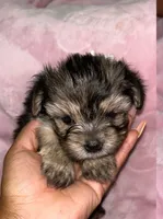 Lucy, a female Yorkipoo for sale in Charlotte, NC – 1 of 1
