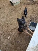 Stella, a female German Shepherd Dog for sale in Charlotte, NC – 2 of 3