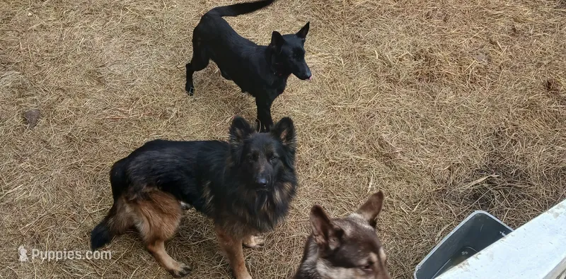 Stella – German Shepherd Dog puppy for sale in Charlotte, NC