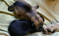 Ash, a female German Shepherd Dog for sale in Charlotte, NC – 2 of 2