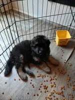 Beast, a male German Shepherd Dog for sale in Charlotte, NC – Photo 3 of 3