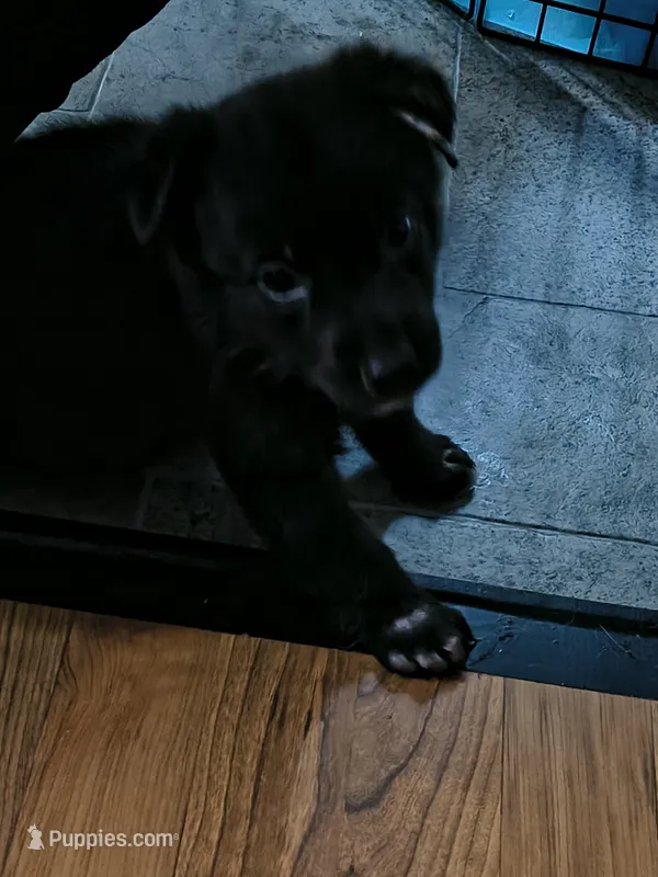 Spot – German Shepherd Dog puppy for sale in Charlotte, NC