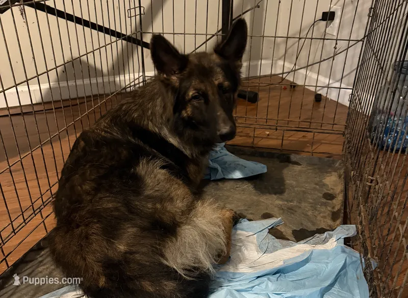Jade – German Shepherd Dog puppy for sale in Charlotte, NC