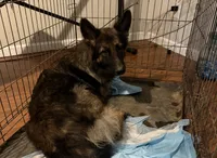 Jade, a female German Shepherd Dog for sale in Charlotte, NC – 1 of 1