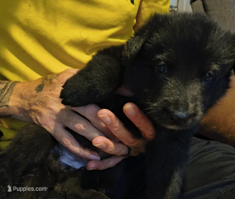 Queen  – German Shepherd Dog puppy for sale in Charlotte, NC