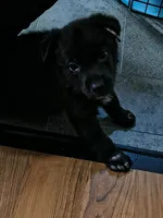 Spot, a male German Shepherd Dog for sale in Charlotte, NC – 3 of 3