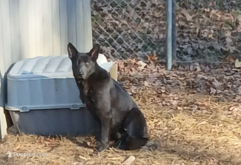 Ash – German Shepherd Dog puppy for sale in Charlotte, NC