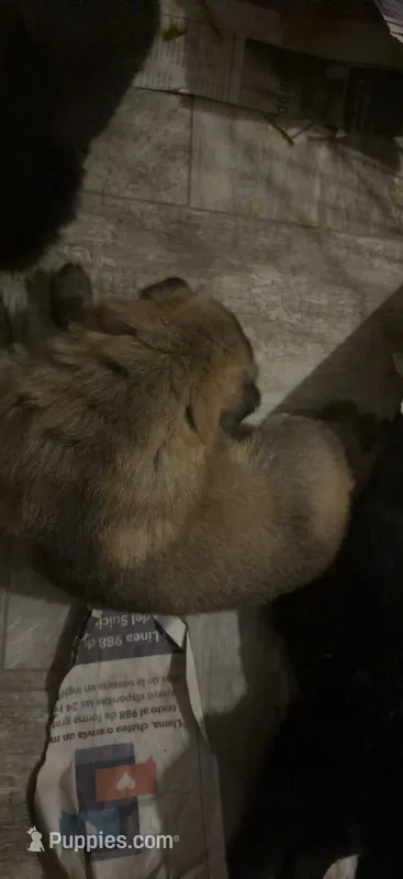 Beast – German Shepherd Dog puppy for sale in Charlotte, NC