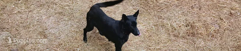 Cassie – German Shepherd Dog puppy for sale in Charlotte, NC
