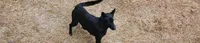 Cassie, a female German Shepherd Dog for sale in Charlotte, NC – 1 of 1
