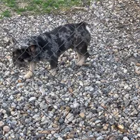 Alydar, a male French Bulldog for sale in Gurdon, AR – Photo 5 of 6