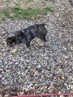 Alydar, a male French Bulldog for sale in Gurdon, AR – Photo 5 of 6