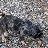 Alydar, a male French Bulldog for sale in Gurdon, AR – Photo 2 of 6