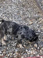 Alydar, a male French Bulldog for sale in Gurdon, AR – Photo 2 of 6