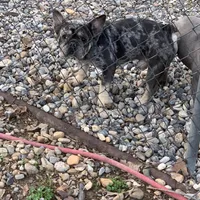 Alydar, a male French Bulldog for sale in Gurdon, AR – Photo 3 of 6