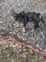 Alydar, a male French Bulldog for sale in Gurdon, AR – Photo 3 of 6