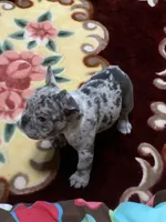 Alydar, a male French Bulldog for sale in Gurdon, AR – 9 of 10