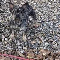 Alydar, a male French Bulldog for sale in Gurdon, AR – Photo 1 of 6