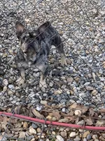 Alydar, a male French Bulldog for sale in Gurdon, AR – Photo 1 of 6