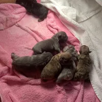 Alydar, a male French Bulldog for sale in Gurdon, AR – Photo 6 of 6