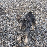 Alydar, a male French Bulldog for sale in Gurdon, AR – Photo 4 of 6