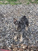 Alydar, a male French Bulldog for sale in Gurdon, AR – Photo 4 of 6