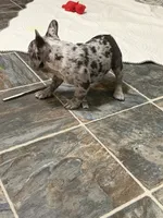 Merle boy, a male French Bulldog for sale in Gurdon, AR – 8 of 9