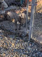 Sarah, a female French Bulldog for sale in Gurdon, AR – Photo 2 of 2