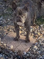 Sarah, a female French Bulldog for sale in Gurdon, AR – Photo 1 of 2