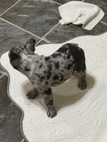 Merle boy, a male French Bulldog for sale in Gurdon, AR – 4 of 9